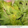 lycaena tityrus larva4b